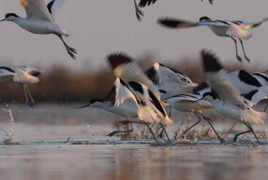 Oiseaux marais poitevin