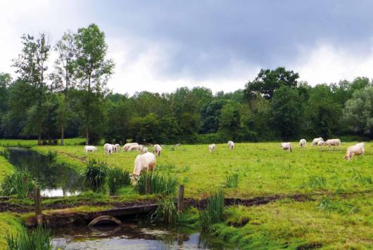 Vache au bord de l'eau dans le marais poitevin