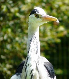 Héron cendré dans le Marais poitevin