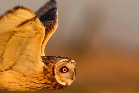 hibou des marais, espèce très présente dans le marais poitevin