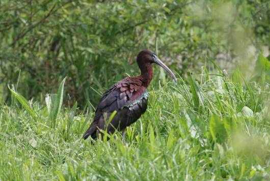 ibis falcinelle au parc ornithologique du marais poitevin