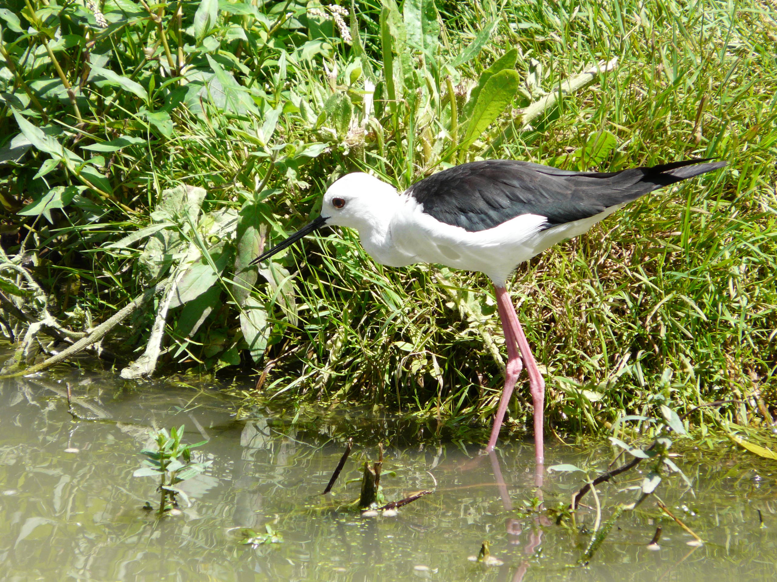 Les Oiseaux Du Marais Poitevin Un Parc Ornithologique Grandeur Nature