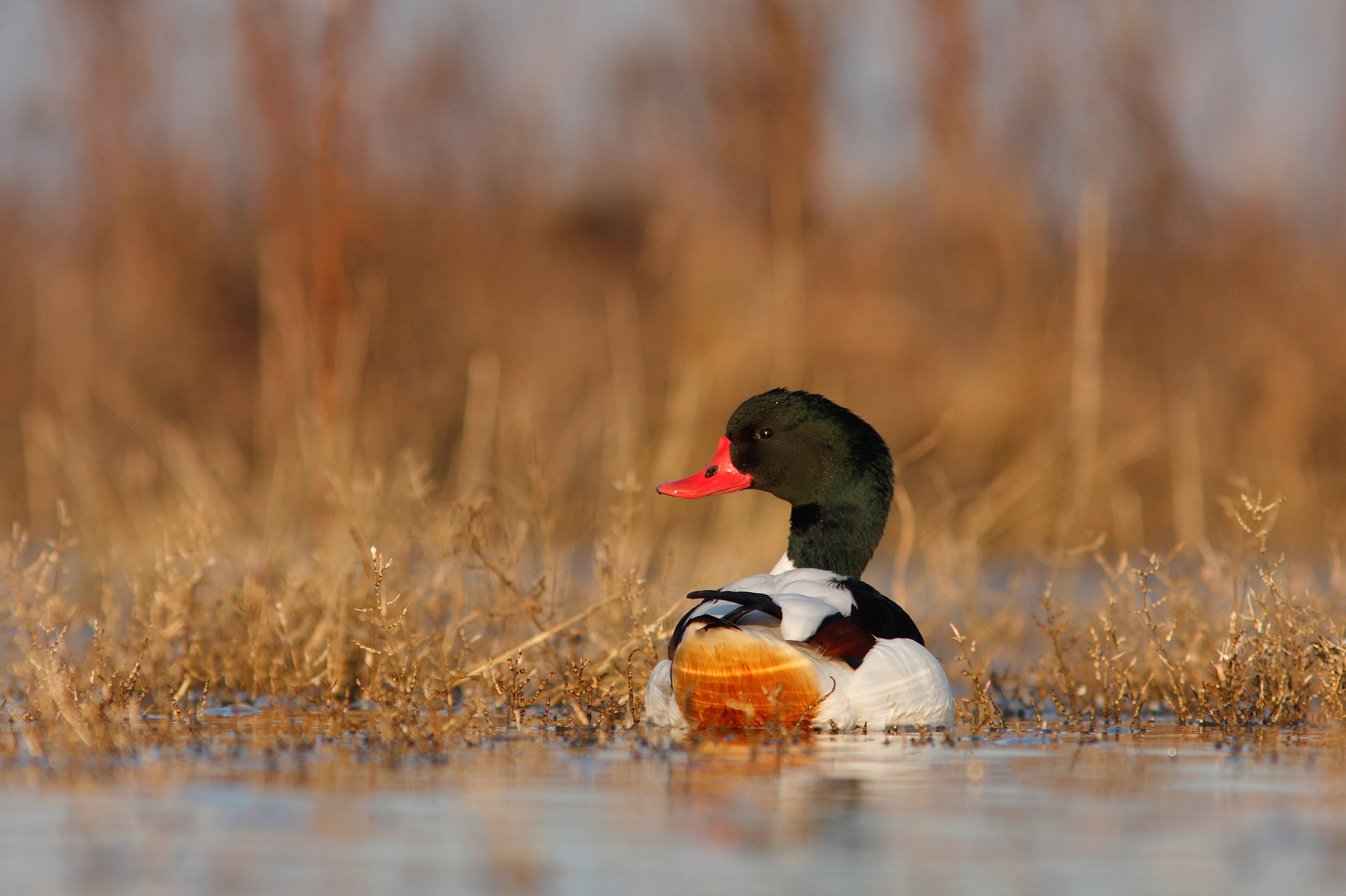 Observez Les Oiseaux Parc Naturel Régional Du Marais Poitevin