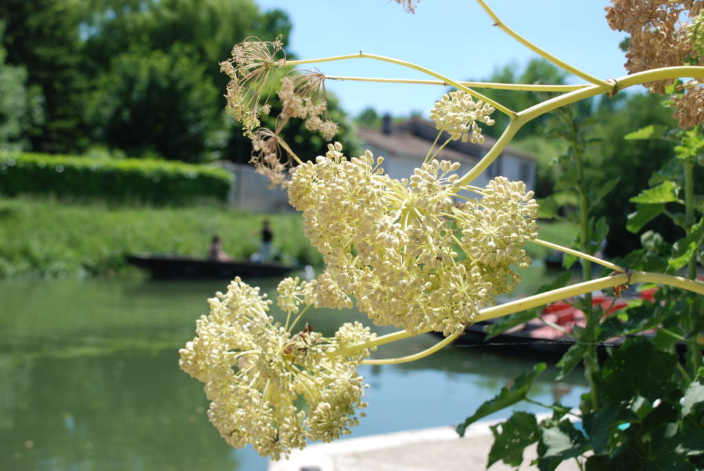 Angélique, plante emblématique du Marais poitevin